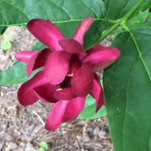 Meet your Posher, Marg